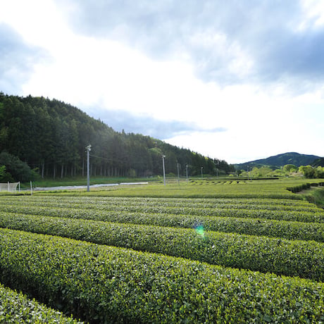 【数量限定】2026年産 茶名人／茶聖 小室栄寿の手揉み茶（常温）