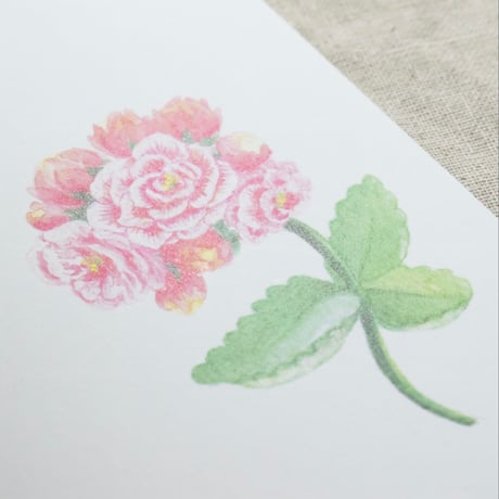 グリーティングカード　カランディーバの花・小鳥　KALANCHOE COLLECTION