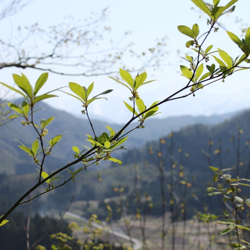 AromaSpray】クロモジ | AROMA SELECT