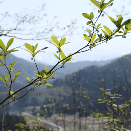 【芳香蒸留水】300ml中栓ボトルタイプ全4種