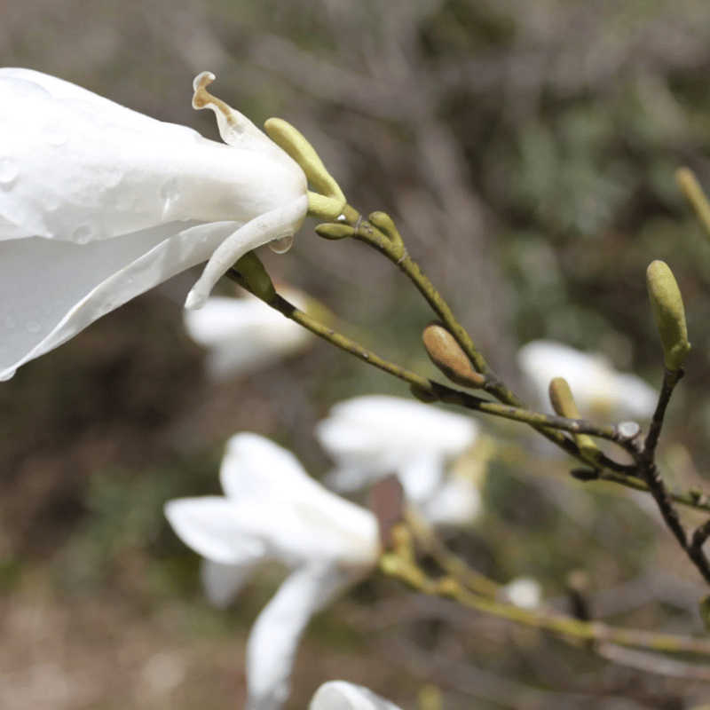 ディフューザーセット専用】ルームフレグランス 全5種 | AROMA SELECT