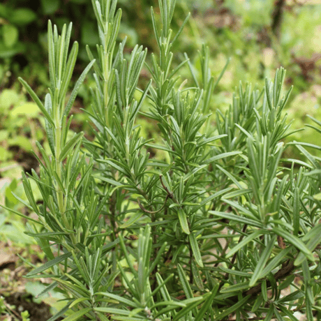 【芳香蒸留水】300ml中栓ボトルタイプ全4種