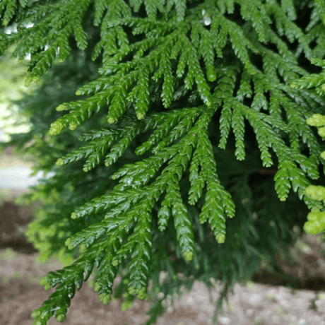 【芳香蒸留水】300ml中栓ボトルタイプ全4種
