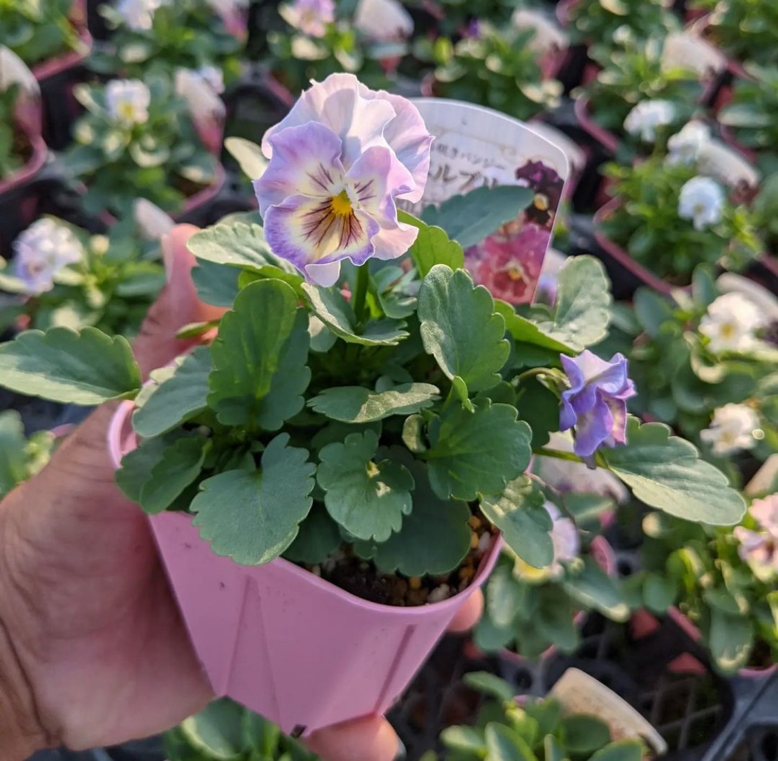 パンジー「シエルブリエ」/k-plants（入荷時期10月中下旬～・発送不可