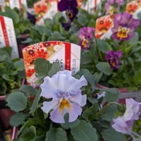 ビオラ「恋みやび」/k-plants（入荷時期10月中下旬～・発送不可・店頭受取）