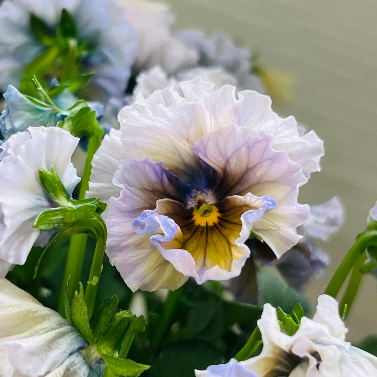 ビオラ「ヌーヴェルヴァーグ アクアレール」/サトウ園芸（入荷時期10月