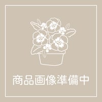 ビオラ「ヌーヴェルヴァーグ ラピスラズリ」/サトウ園芸（入荷時期11月上旬～・発送不可・店頭受取）