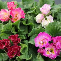 プリムラ 「シャルムＭＩＸ」/見元園芸（入荷時期1月下旬～・発送不可・店頭受取）