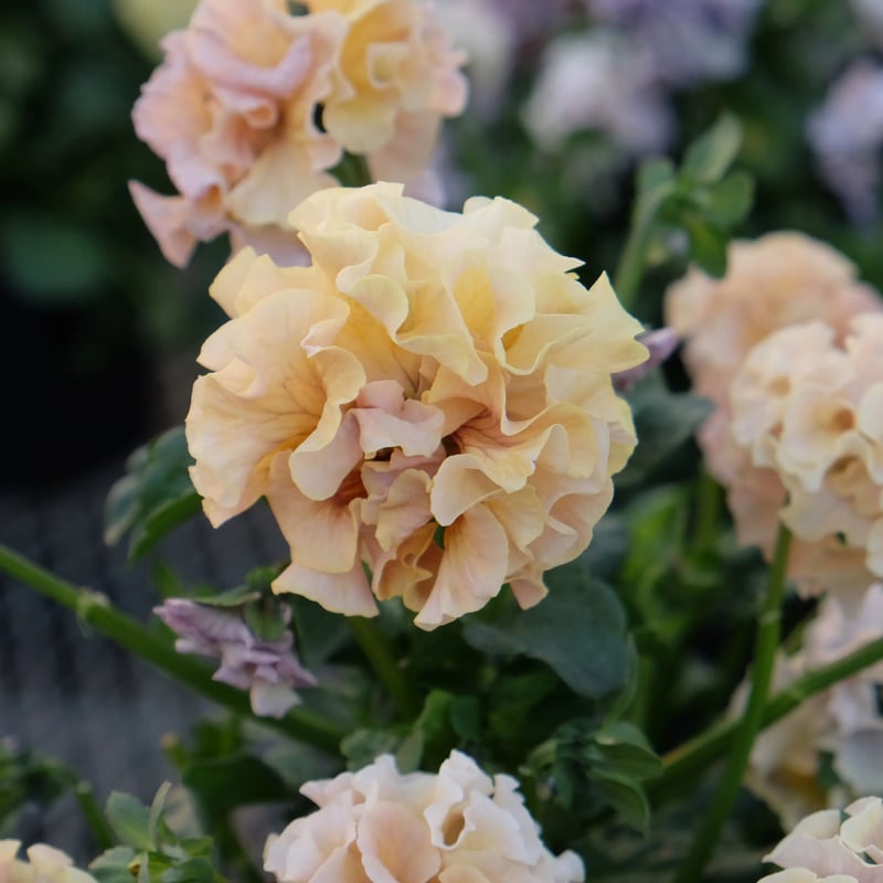 MIYABIさま　ＲＡ17♥サトウ園芸　ローブドゥアントワネット　♥超人気希少 MIYABIさま RA17♥サトウ園芸 ローブドゥアントワネット ♥超人気