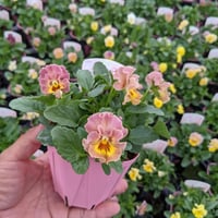 ビオラ「華あられ」/k-plants（入荷時期10月中下旬～・発送不可・店頭受取）