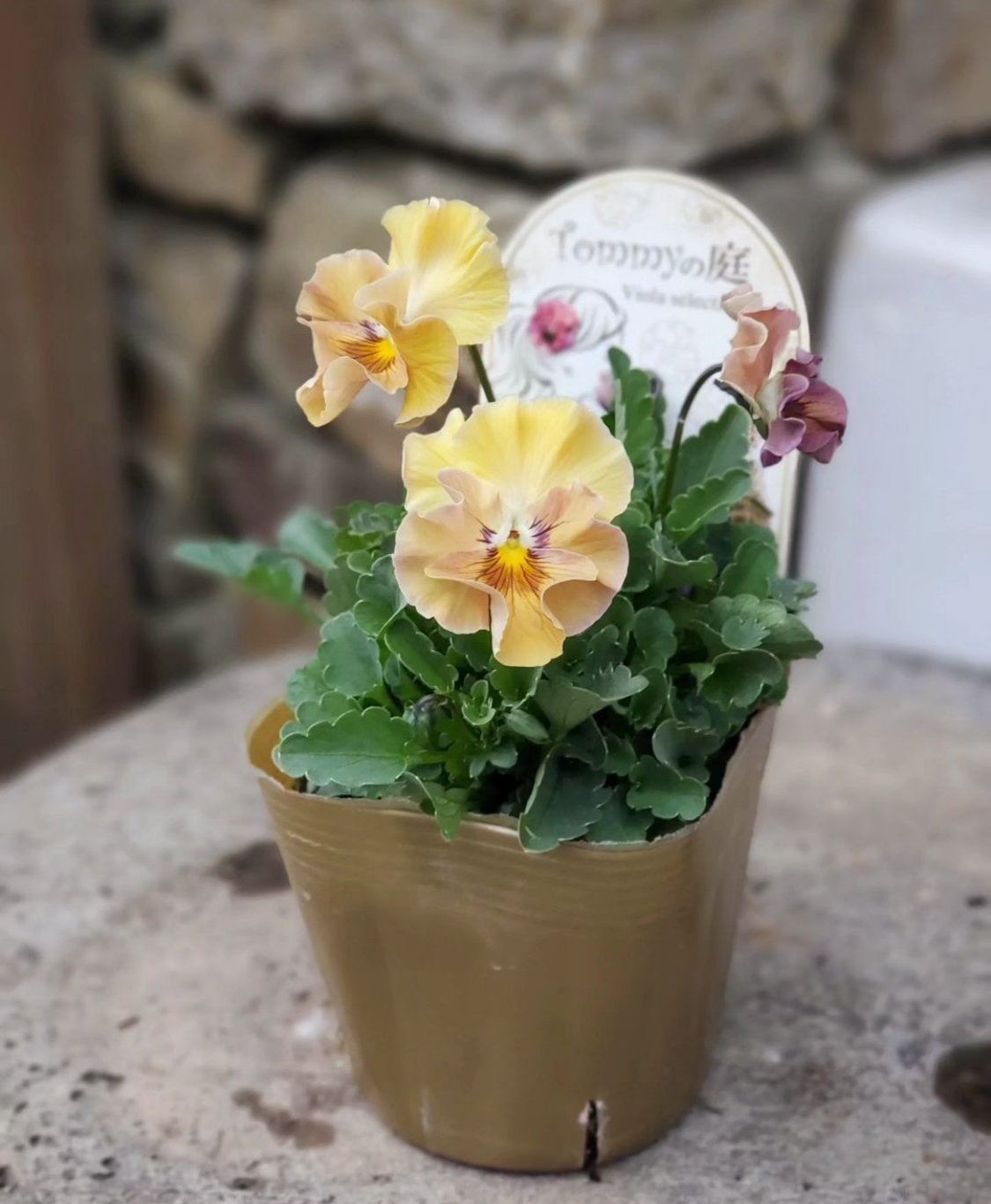 ビオラ「トミーの庭オリジナルパンジービオラフリルMIX」/見