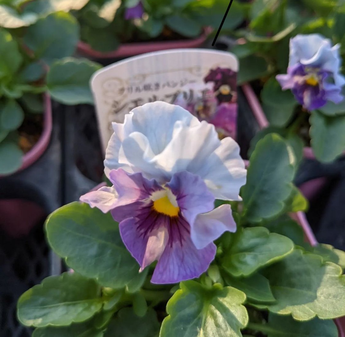 パンジー「シエルブリエ」/k-plants（入荷時期10月中下旬～・発送不可