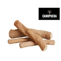 CANOPHERA キャノフィラ コーヒーの木 XS/M/L/XL