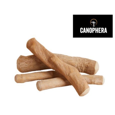 【7月30日限定】CANOPHERA キャノフィラ コーヒーの木 XS/M/L/XL