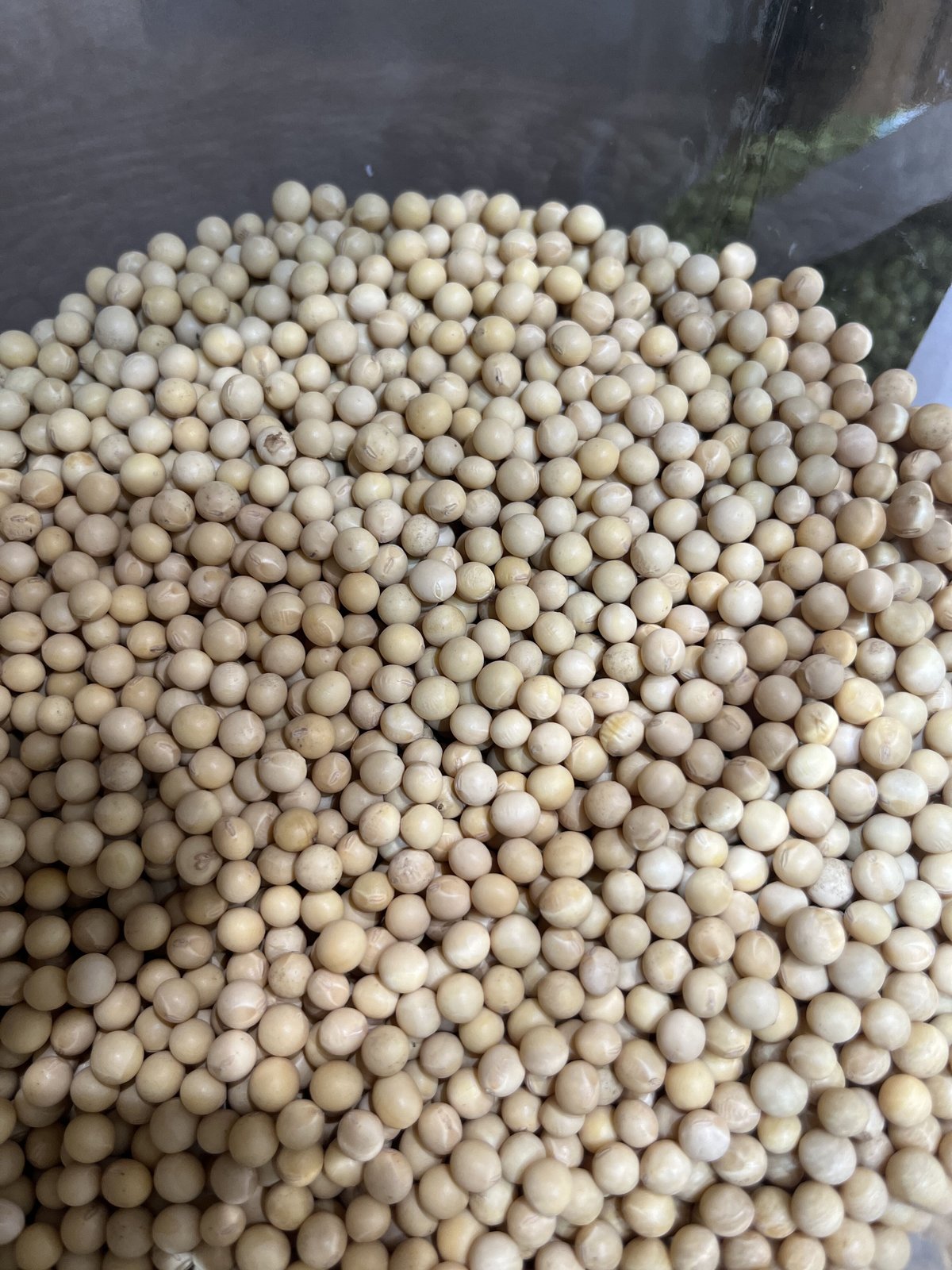 間作大豆 100g | マメコト商店