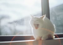ポストカード【6枚】セット ”Relaxing Days"