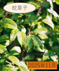 「物語」の広場（2025年11月分）〜『枕草子』を読む〜