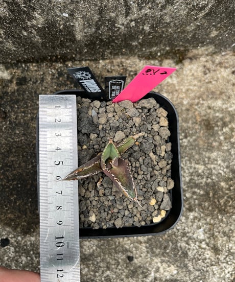 （TONY血統）烈焰　発根済　小株
