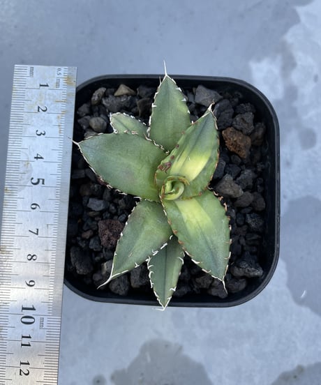 狂鯨　発根済　子株大