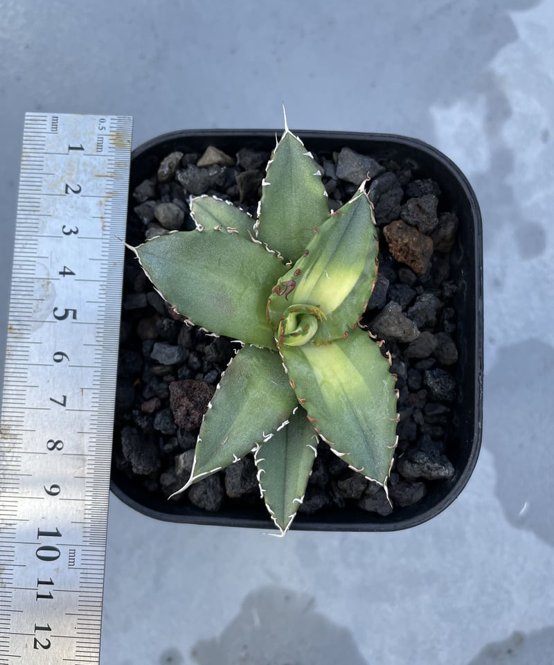 狂鯨 発根済 子株大 | plants by frame