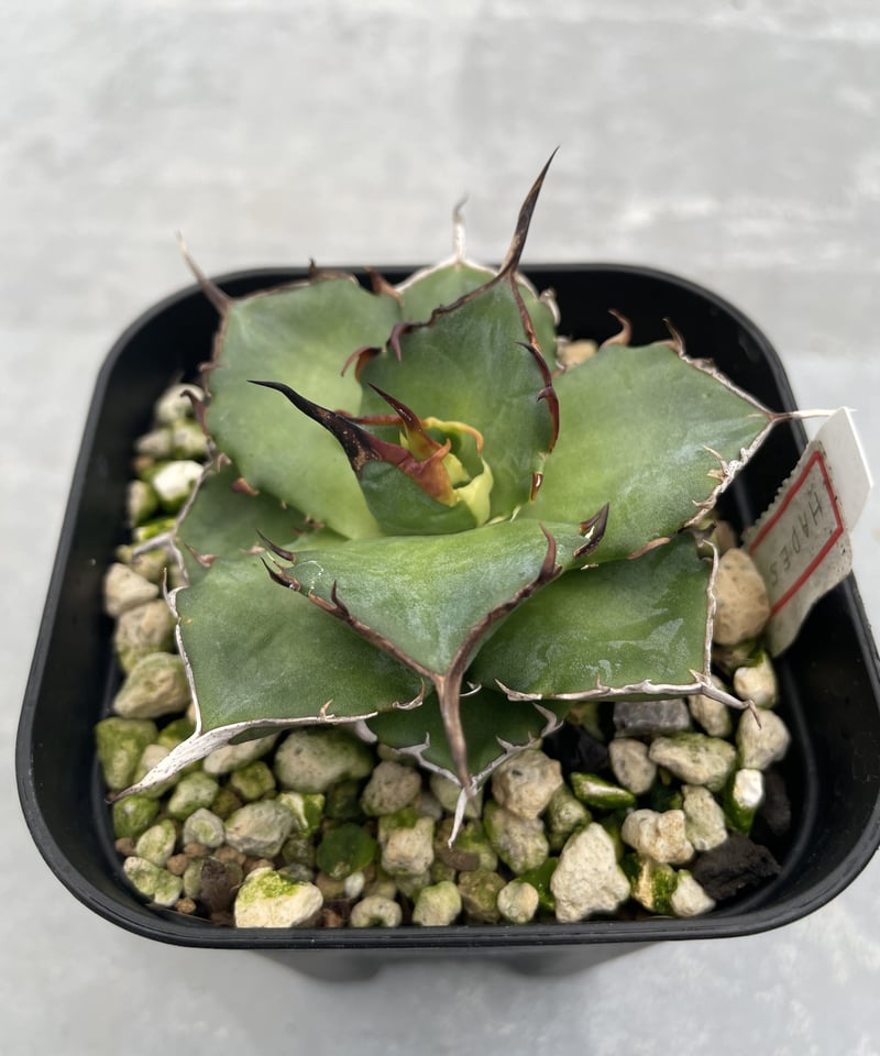 lize血統）HADES/恐竜牙齒 発根済小株 | plants by frame