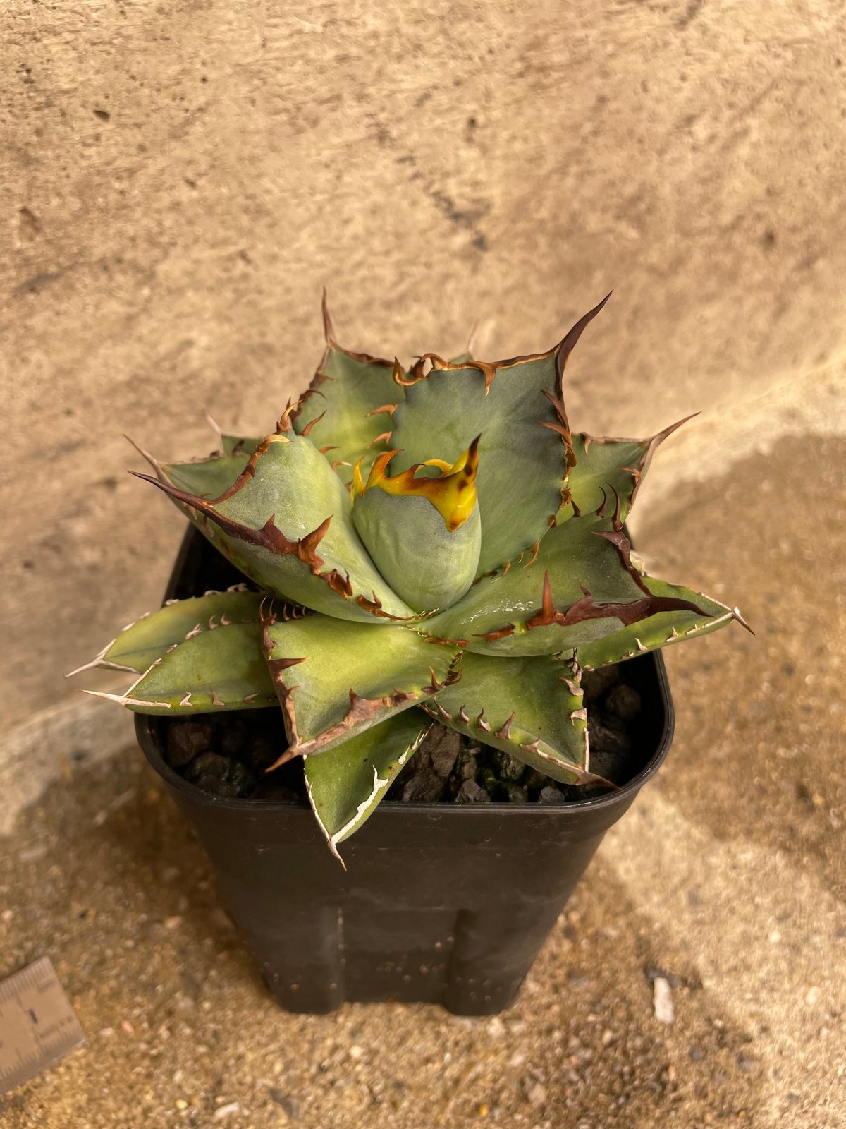 lize血統）鳳凰 発根済 小株 | plants by frame