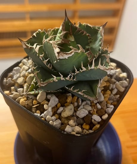 CATEGORY 台湾レア株 | plants by frame