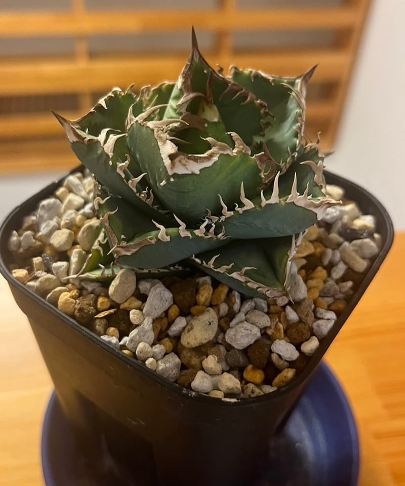 アガベ・チタノタ”Berlin毒蛇” アガベ・チタノタ”Berlin毒蛇” 台湾屈指のアガベナーセリー Berlin