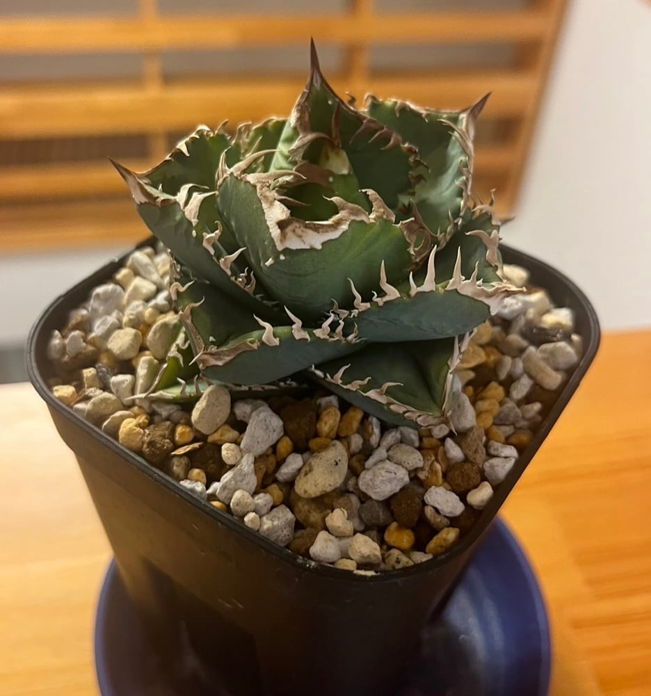 毒蛇 ベアルート子株 | plants by frame