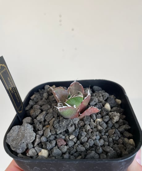 （lize血統）鬼爪　発根済　子株