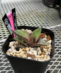 【親株】LIZE血統　流星　子株6つ付き 親株】LIZE血統 流星 子株6つ付き lize血統）流星 ベアルート子株