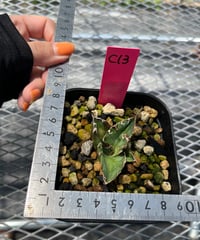 CAESAR/シーザー　子株　発根済（C13）