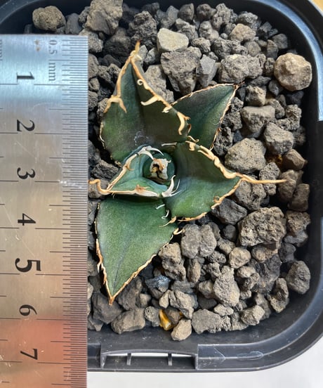 （lize血統）白鯨　発根済　子株