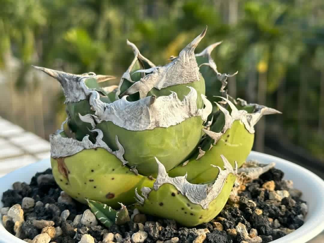 SAD/南アフリカダイヤモンド 発根済 中株 | plants by frame SAD/南アフリカダイヤモンド 発根済 中株 | plants by frame
