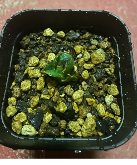 （lize血統）清櫻　発根済み