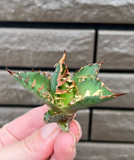 毒刺産　背刺紅猫　未発根
