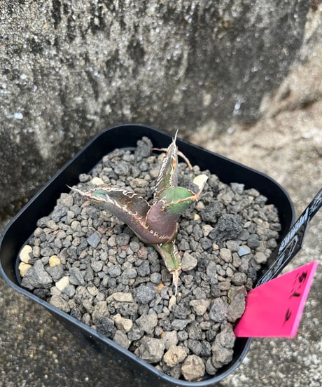 （TONY血統）烈焰　発根済　小株