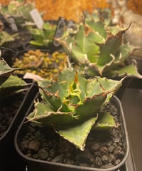 （lize血統）白鯨　発根済