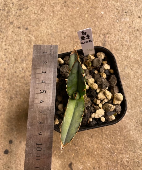 （lize血統）白鯨　発根済子株