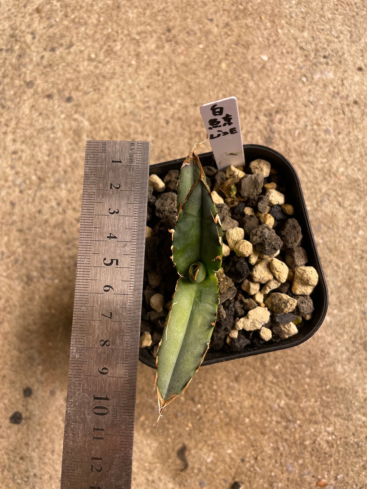 SEI　白鯨　親株 アガベ チタノタ 白鯨 親株 最 安値 で