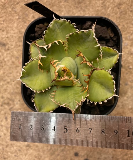 （TONY産）filigree/圓葉拇指　発根済小株