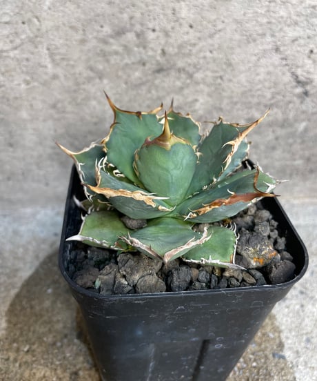 （TONY産）烈焰　発根済　小株大