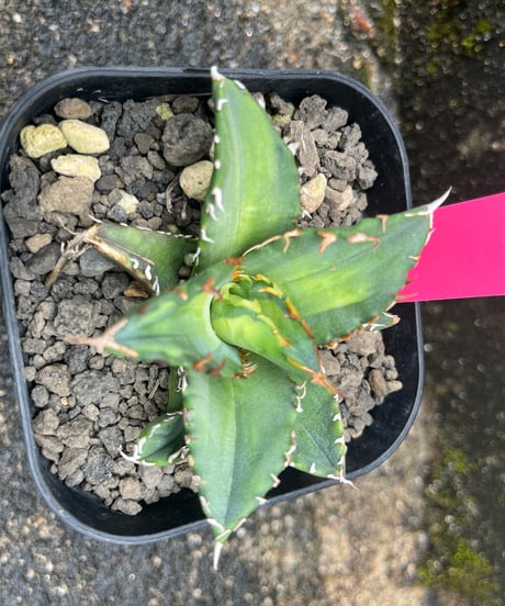狂鯨　発根済　小株（A）