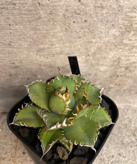 （TONY産）filigree/圓葉拇指　発根済小株