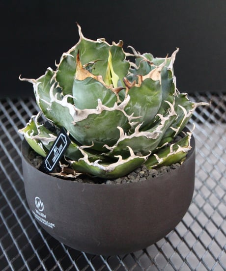 valiem植栽 白鯨　 Lsize