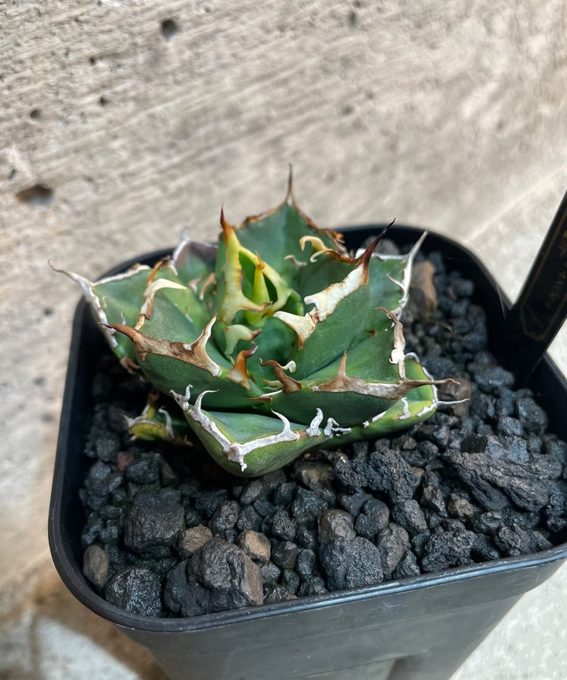 ハデス （発根済）　lize産（血統） ハデス （発根済） lize産（血統）