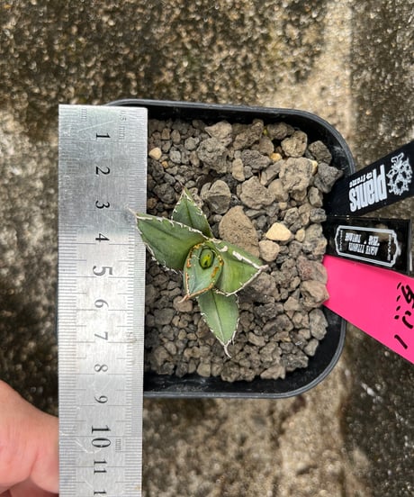 （TONY血統）烈焰　発根済　小株