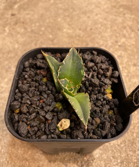（lize血統）白鯨　発根済子株