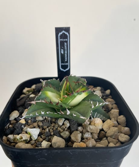 狂鯨　発根済　子株