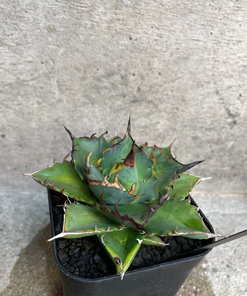 TONY産）HADES/黒帝斯 中株 | plants by frame